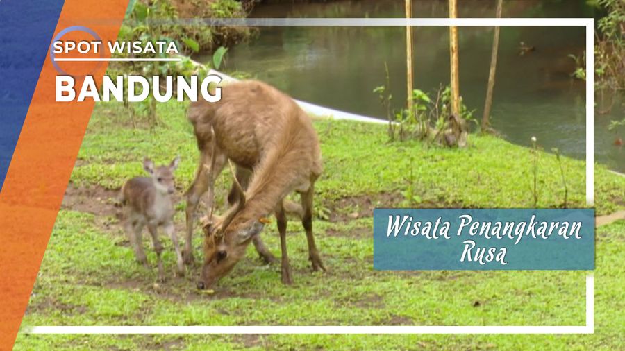 Wisata Penangkaran Rusa Bandung, Jawa Barat