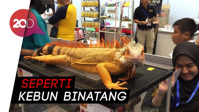 Melihat Beragam Hewan di Indonesia Pet Show