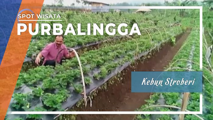 Berwisata ke Kebun Stroberi Purbalingga