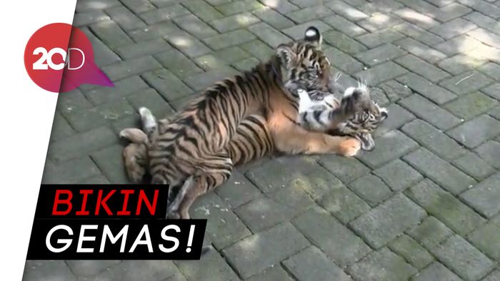 Lucu! 2 Bayi Harimau Sapa Pengunjung Maharani Zoo