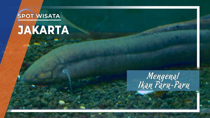 Mengenal Lebih Dekat Ikan Paru-paru Afrika di Jakarta