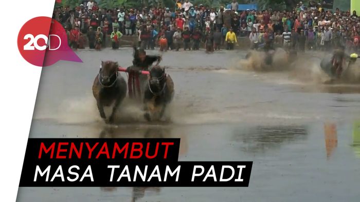 Serunya Lomba Karapan Sapi Brujul Khas Probolinggo