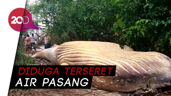Paus Bungkuk Mati Terdampar di Hutan Bakau Amazon