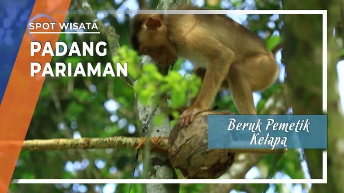 Beruk Pemetik Kelapa di Padang Pariaman