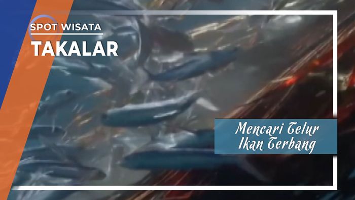 Mencari Telur Ikan Terbang di Laut Takalar