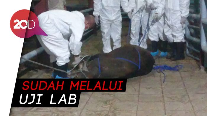 Cegah Brucellosis, Dua Sapi di Karantina Cilegon Dipotong