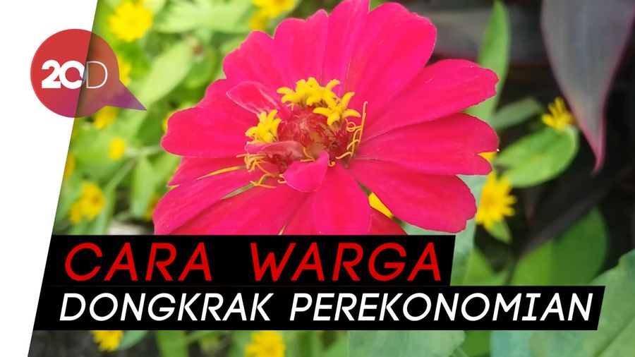 Bukan di Belanda, Bunga-bunga Ini Ada di Bondowoso