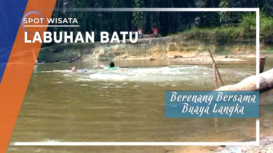Berenang Bersama Buaya Langka di Labuhan Batu