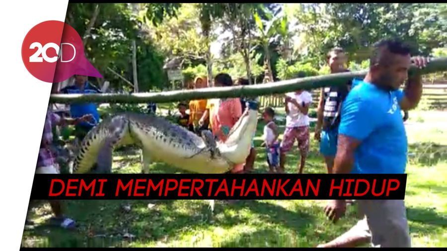 Kemunculan Buaya di Maluku dan Surabaya Gegerkan Warga