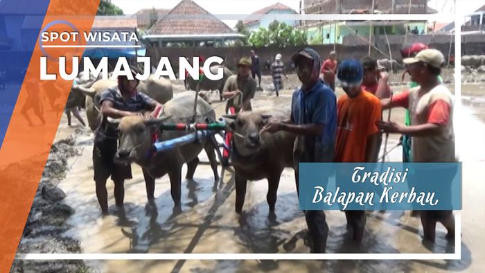 Balapan Kerbau, Tradisi Menyambut Musim Tanam di Lumajang