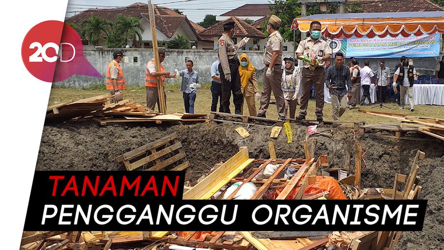 BBKP Surabaya Babat Habis 83 Komoditas Pengganggu Tumbuhan