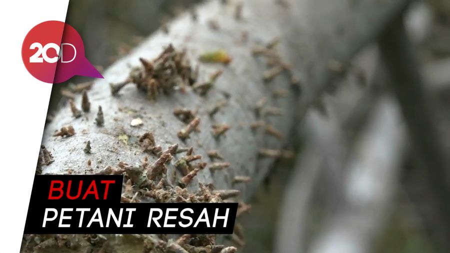 Ribuan Ulat Ice Cream Serang Pohon Sengon di Probolinggo