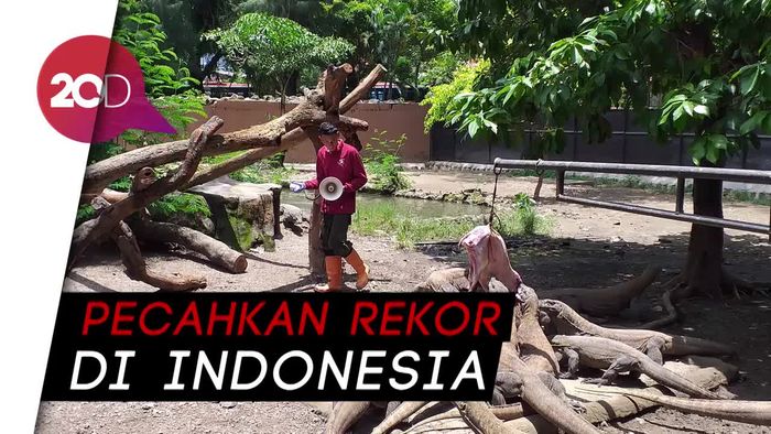 Wih! 74 Anak Komodo Lahir di Kebun Binatang Surabaya