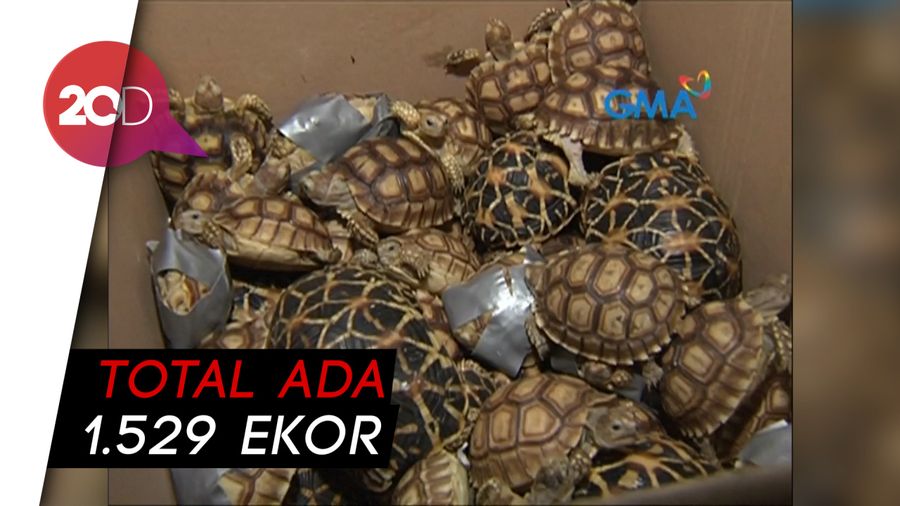 Filipina Ungkap Penyelundupan Ribuan Kura-kura Langka