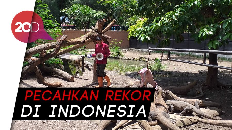 Wih! 74 Anak Komodo Lahir di Kebun Binatang Surabaya