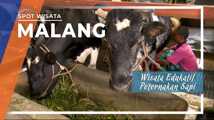 Wisata Edukatif Peternakan Sapi Kampung Pujon Kidul Malang