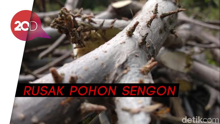 Serangan Ulat ‘Ice Cream’ di Probolinggo Meluas ke 7 Kecamatan