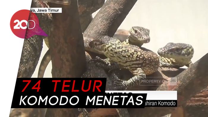 Wih, Sekarang Kebun Binatang Surabaya Ramai Komodo!