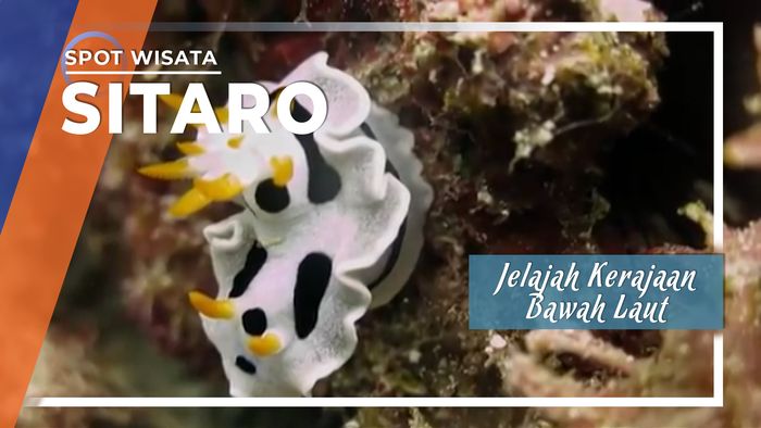 Jelajah Kerajaan Bawah Laut di Sitaro Sulut