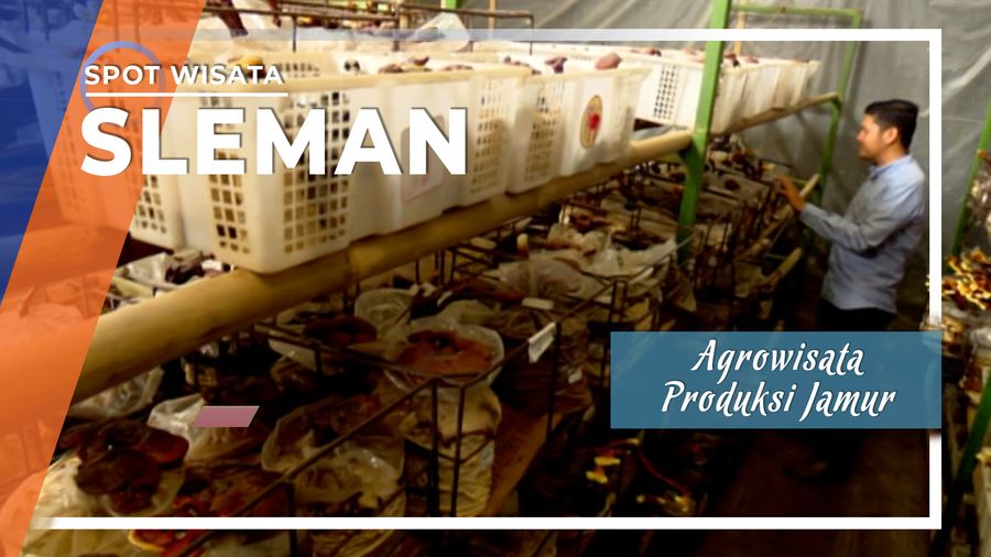 Agrowisata Produksi Jamur di Sleman