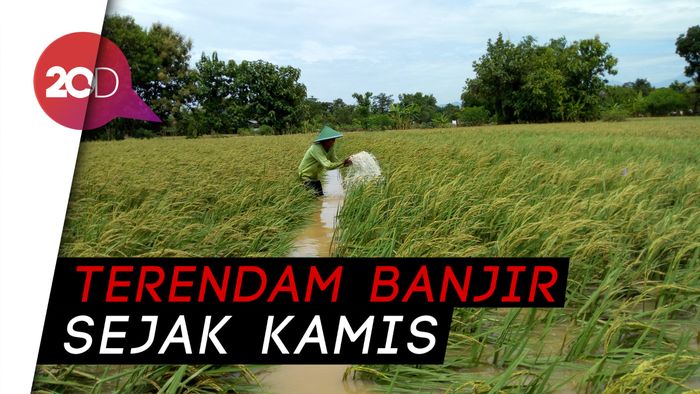 Kasihan, Petani di Ponorogo Gagal Panen Akibat Banjir