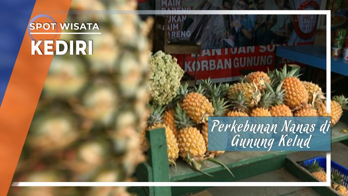 Perkebunan Nanas di Gunung Kelud Kediri, Jawa Timur