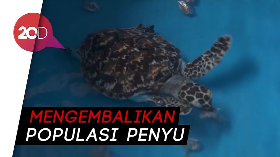 Melihat Penangkaran Penyu Pulau Seribu