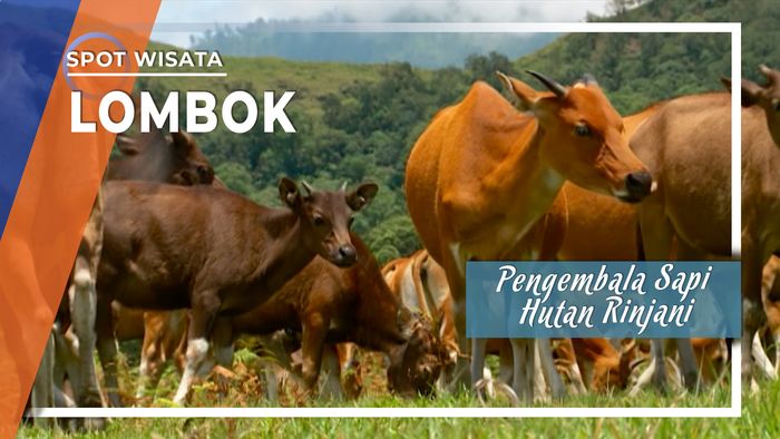 Pengembala Sapi Hutan Rinjani, Lombok Barat, Nusa Tenggara Barat