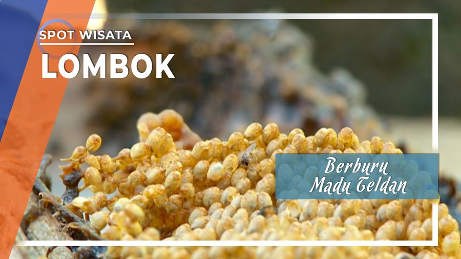Berburu Madu Teldan Lombok Utara, Nusa Tenggara Barat