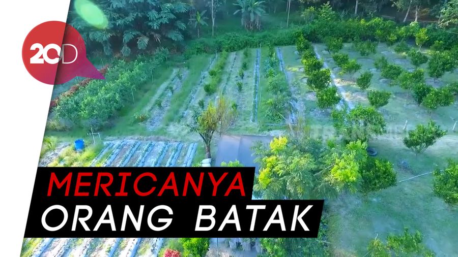 Mengenal Andalaiman, Tanaman Khas Orang Batak