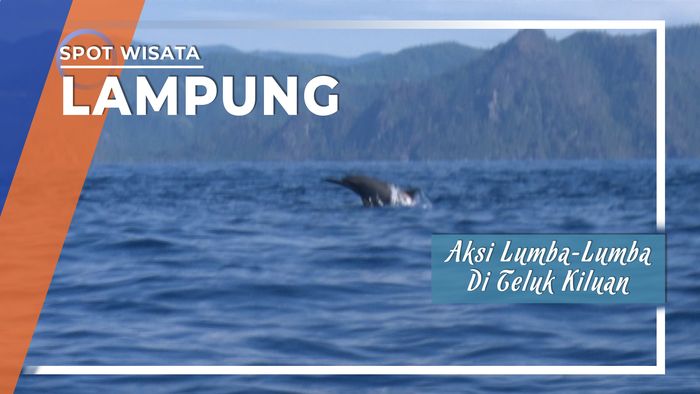 Melihat Aksi Lumba-lumba di Teluk Kiluan Tanggamus