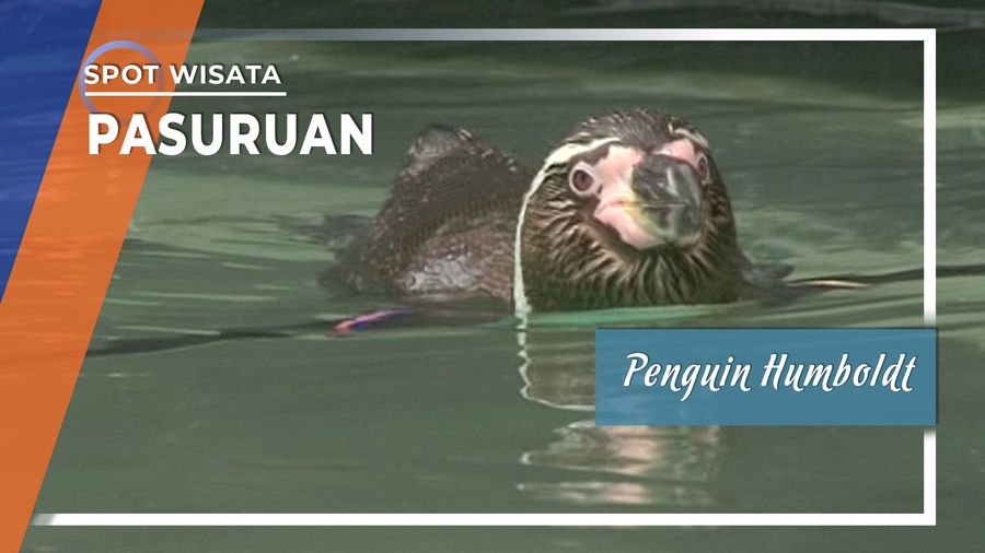 Lucunya Penguin Humboldt di Taman Safari Prigen Pasuruan