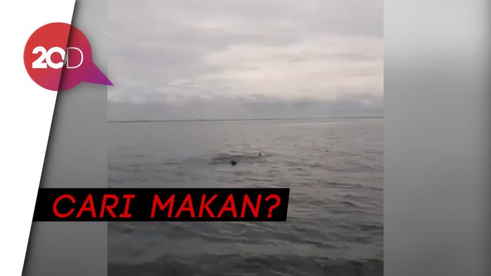 Penampakan Hiu Tutul di Teluk Jakarta
