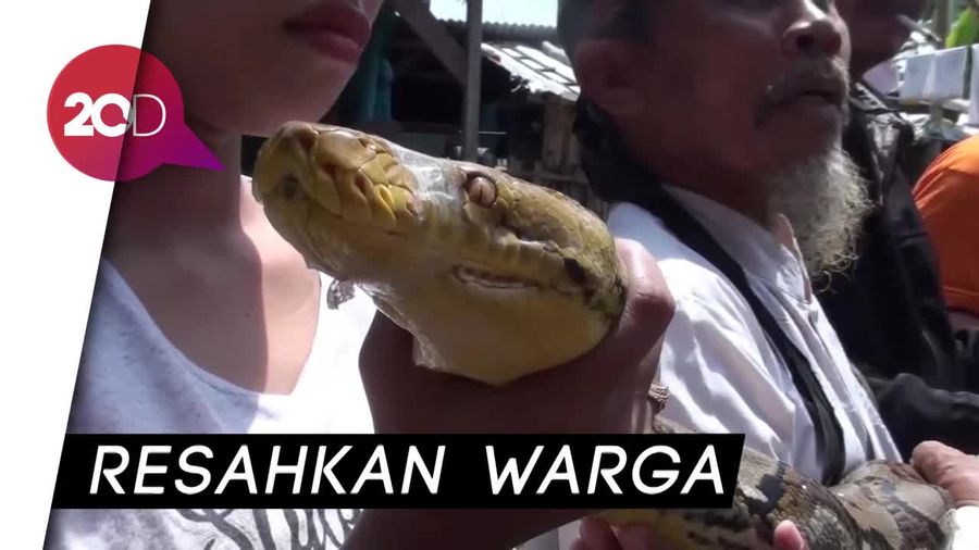 Sanca 5 Meter yang Diduga Kerap Memangsa Ternak Ditangkap!