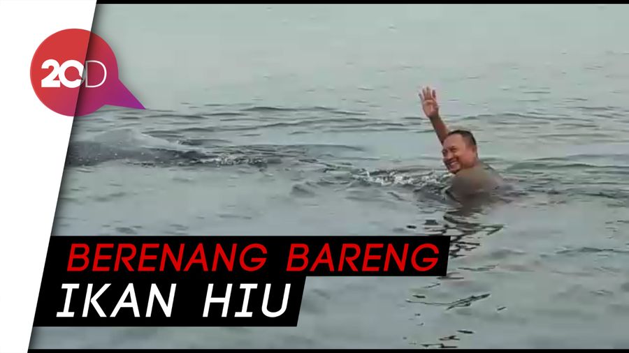 Anggota Satpol PP Berenang dengan Ikan Hiu di Kepulauan Seribu