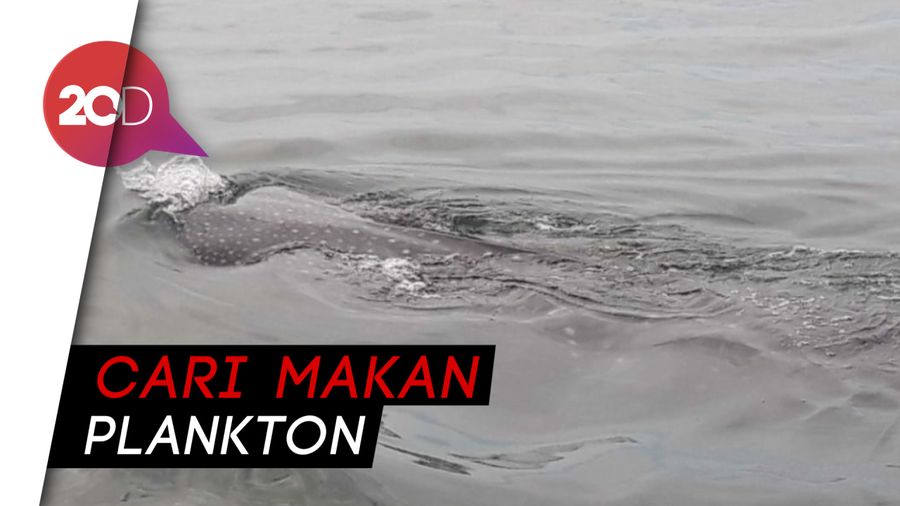 Gerombolan Ikan Hiu Tutul Berenang di Kepulauan Seribu