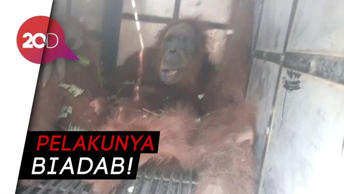 Miris! Orang Utan di Aceh Disiksa, 74 Peluru Bersarang di Tubuhnya