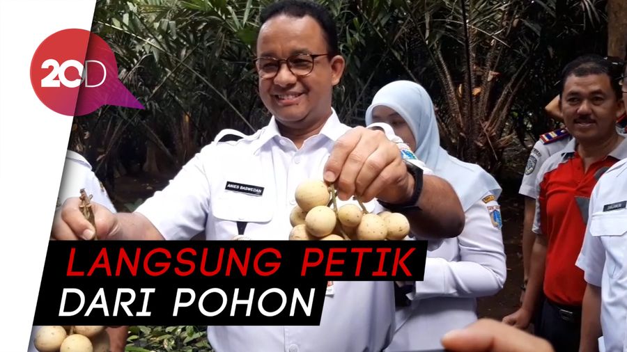 Anies Panen Duku dan Salak di Condet