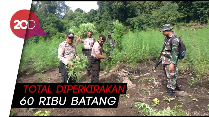 Ganja di Lahan Seluas 10 Hektare di Aceh Besar Dimusnahkan!