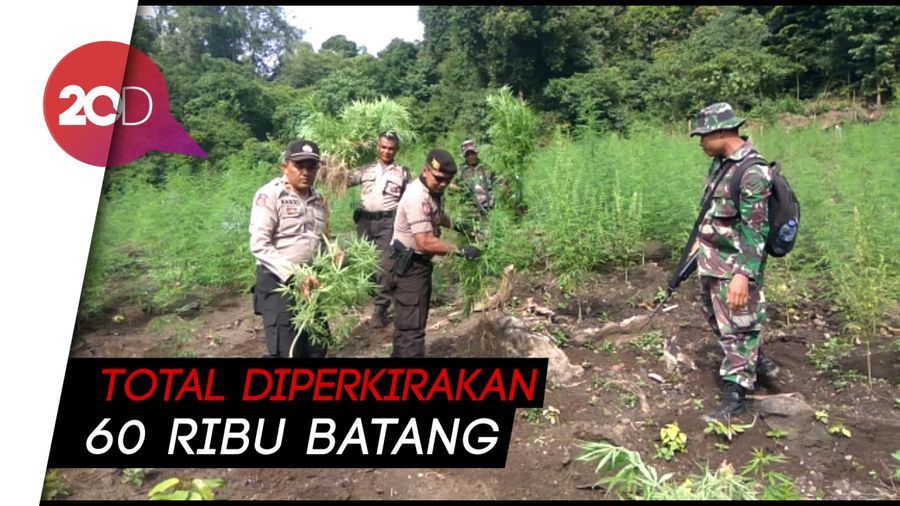 Ganja di Lahan Seluas 10 Hektare di Aceh Besar Dimusnahkan!