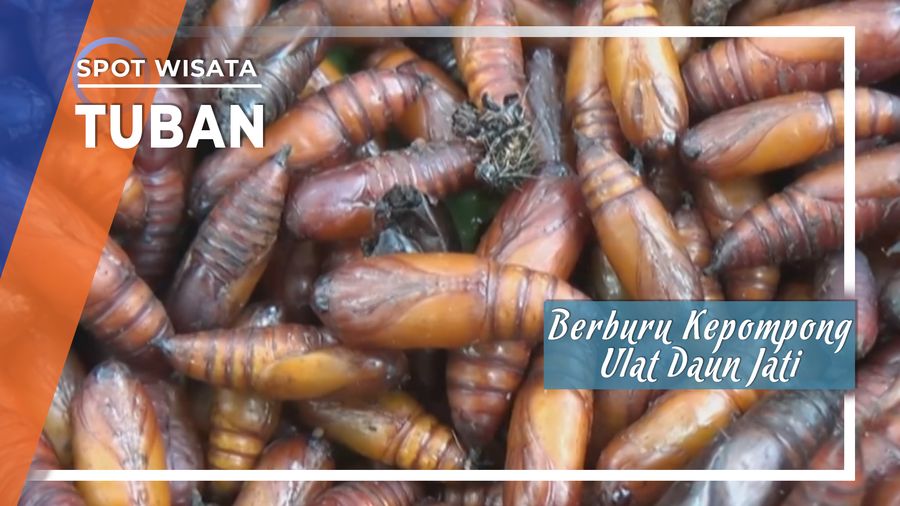 Berburu Gurih Nikmatnya Kepompong Ulat Daun Jati