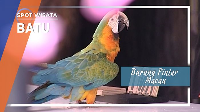 Mengenal Lebih Dekat Tiga Burung Macau Pintar Dari Batu Jawa Timur
