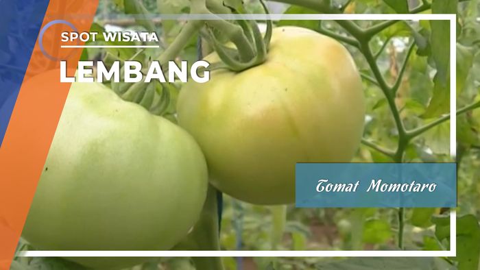 Momotaro, Tomat Asli Jepang Hasil Budidaya Lembang