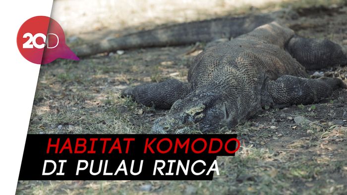 Mengagumi Alam Komodo, Pulau Rinca Tak Kalah Menarik