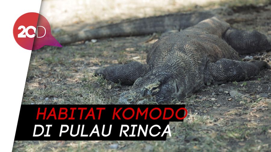 Mengagumi Alam Komodo, Pulau Rinca Tak Kalah Menarik