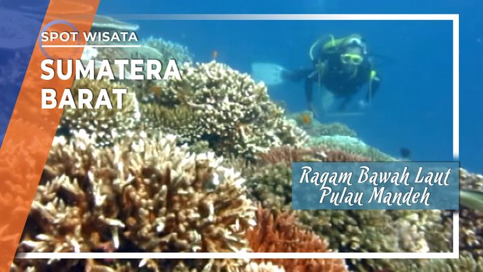 Keindahan Ragam Bawah Laut Pulau Mandeh