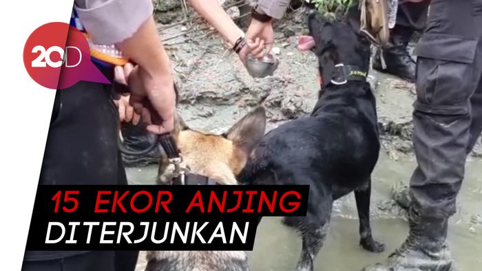 Guk! Sigapnya Anjing K-9 Cari Korban Banjir Bandang Sentani