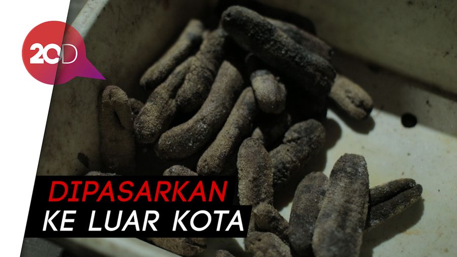 Pengepul Teripang Laut Beromzet Puluhan Juta