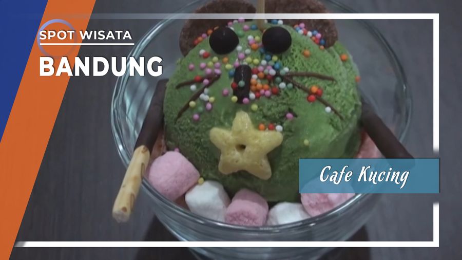 Menikmati Es Krim Sambil Ditemani Belasan Kucing di Cafe Kucing Bandung