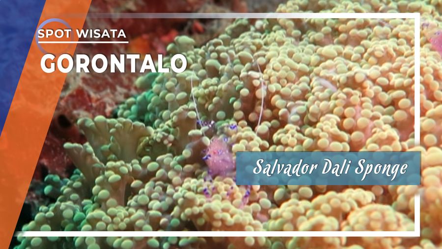  Salvador Dali Sponge Terumbu Karang Raksasa dari Gorontalo